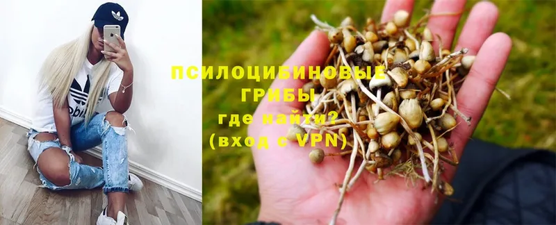 Псилоцибиновые грибы GOLDEN TEACHER  Богородск 